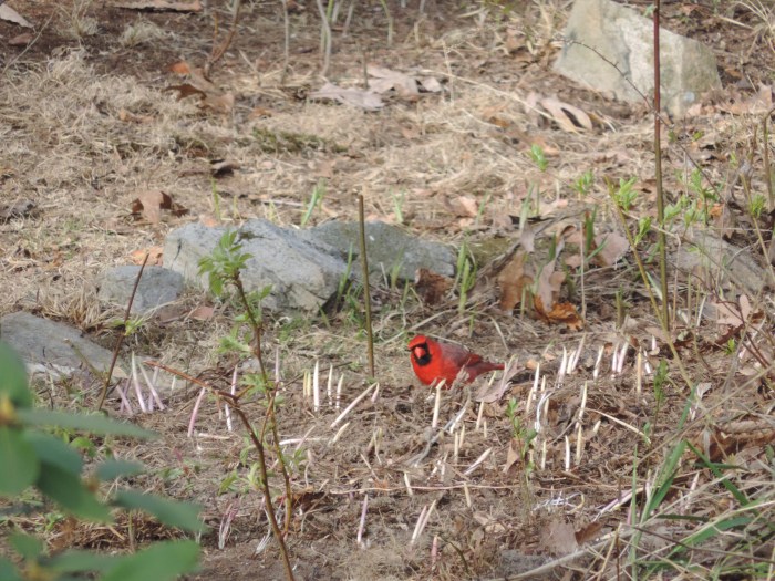 De Red Cardinal (lijkt op 'Red' van Angry Birds). Die vogel wil maar niet netjes poseren...
