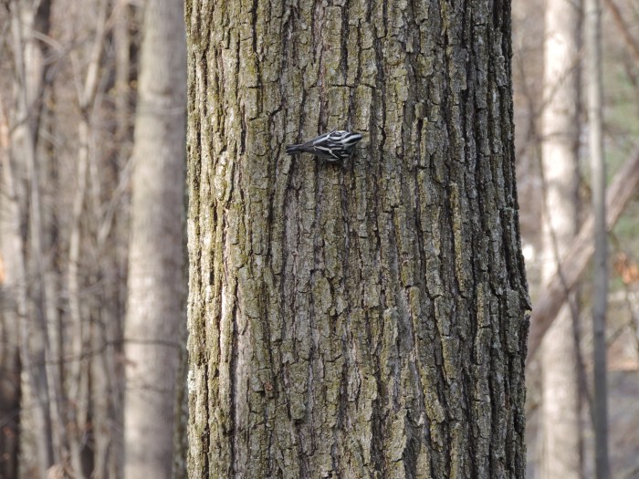 De boomkruiper (white breasted nuthatch)