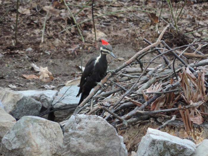 En de 'Pileated Woodpecker' (oftewel de gekuifde specht). Het is een enorm ding van wel 42 centimeter!