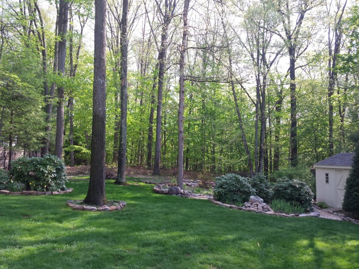 10 mei: opeens heel veel groene blaadjes aan de bomen!