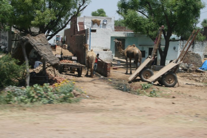 Een willekeurige kameel onderweg