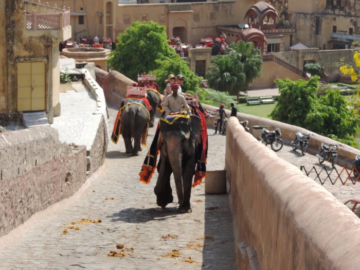 Met de olifant naar Amber Fort