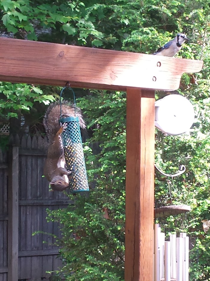 Eekhoorns aan de voerautomaat