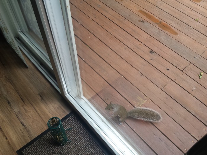 En dit exemplaar wil naar binnen!