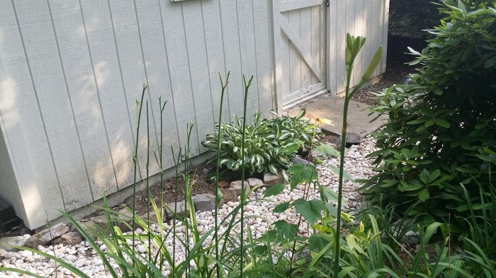 Afgevreten lelieknoppen