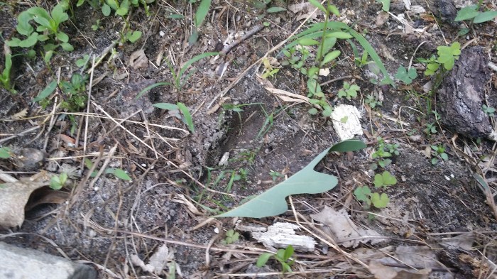 En de pootafdruk van de dader...