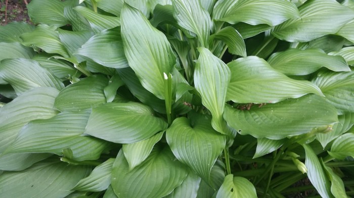 Afgevreten hostaknoppen