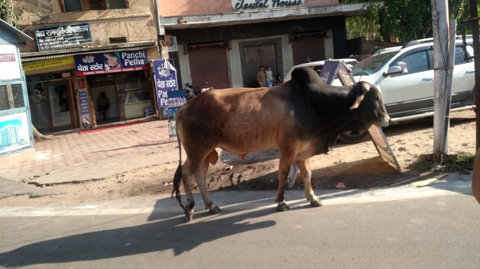 Onderweg zie je soms gewoon loslopende koeien