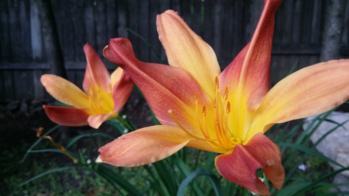 Een donkerrood-gele lelie