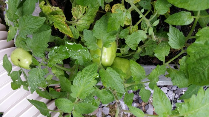 Tomaten in wording. Wel drie!