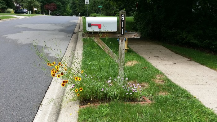 Zelfs bij de brievenbus! Maar die stonden er vorig jaar vast ook al. 