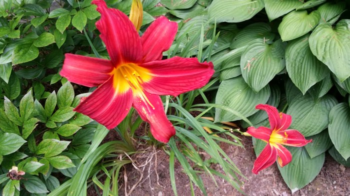 Een roze met gele lelie