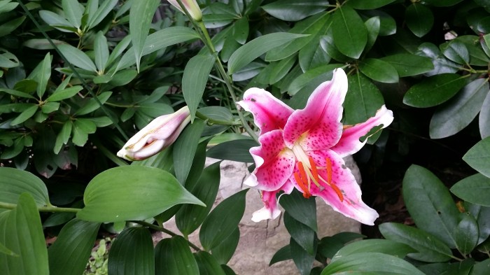 Een roze met witte lelie