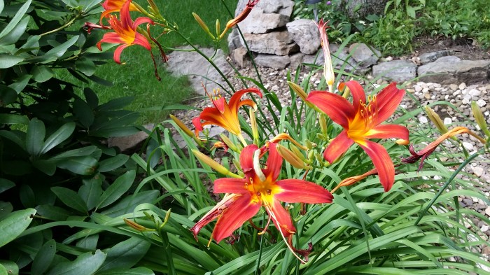 Een felrood met gele lelie