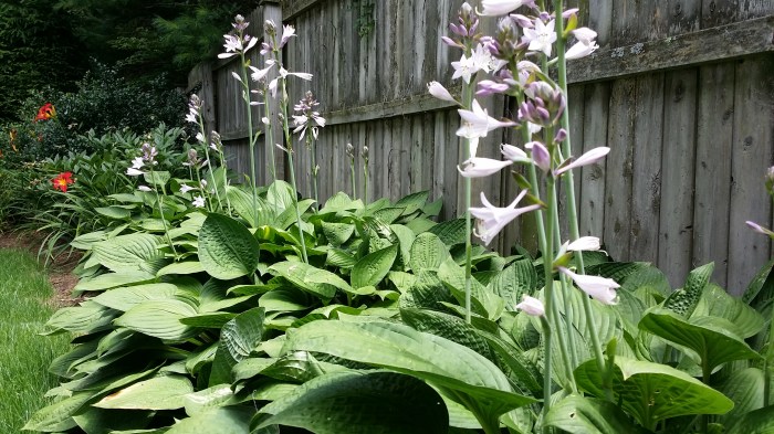 ... en heel veel hosta's! 