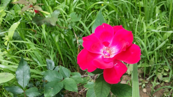 Dan nog een roos in bloei...