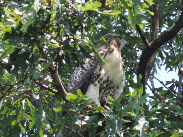 Schreeuwend en spiedend in de achertuin