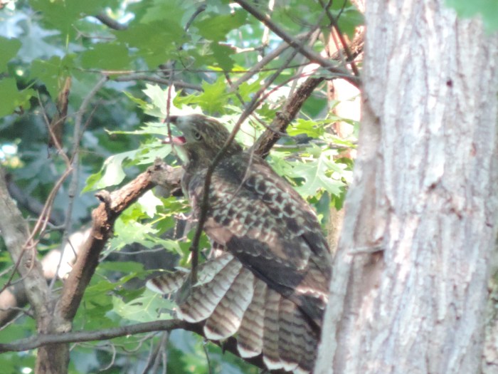 Ook de grote vogel schreeuwt!