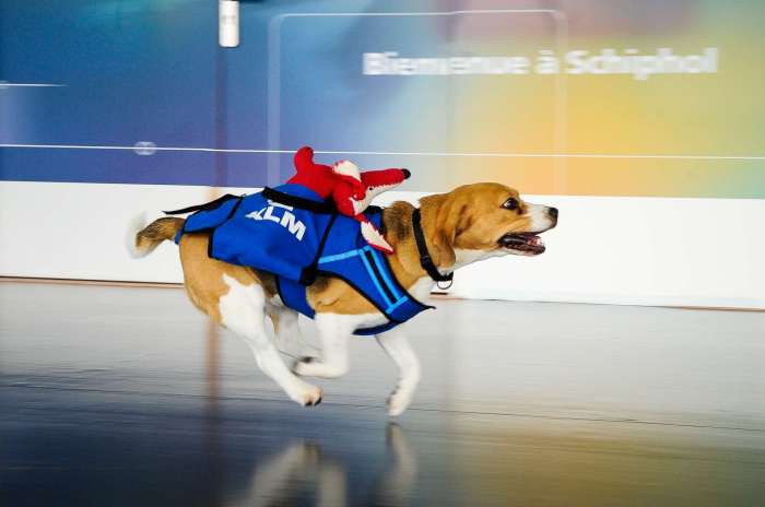 Sherlock, de 'lost and found' hond van KLM