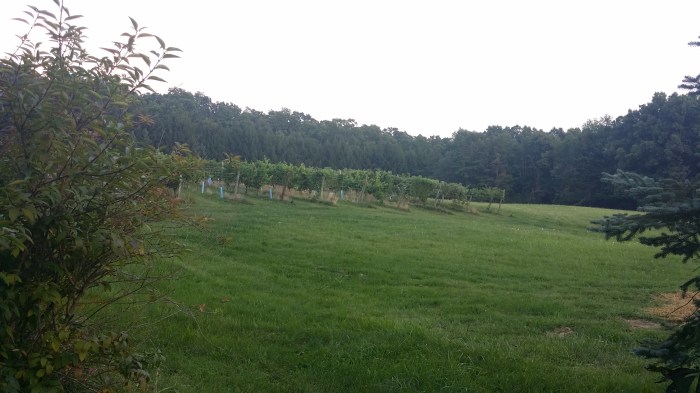 Wijngaard in Pennsylvania