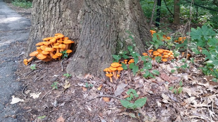 Paddenstoelen op de campus