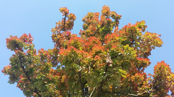Vandaag, op de campus. Kijk omhoog!