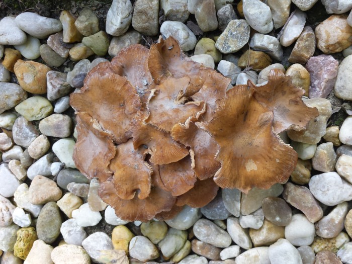 Paddenstoelen die groeien op ons pad