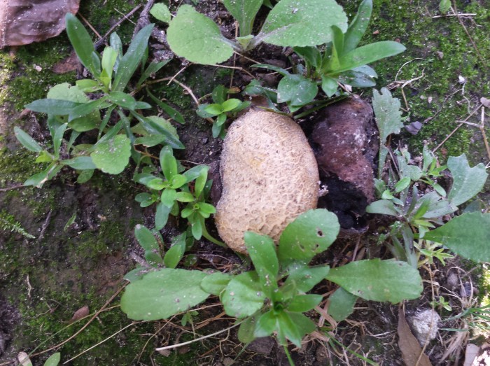 Grote paddenstoel, ook in de achtertuin