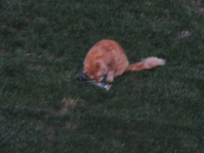 De buurkat die een eekhoorn opeet... gelukkig is de foto niet scherp