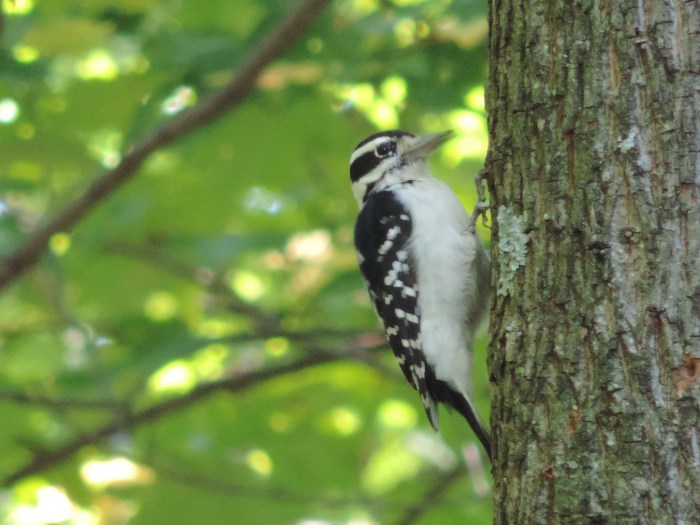Een Downy Woodpecker