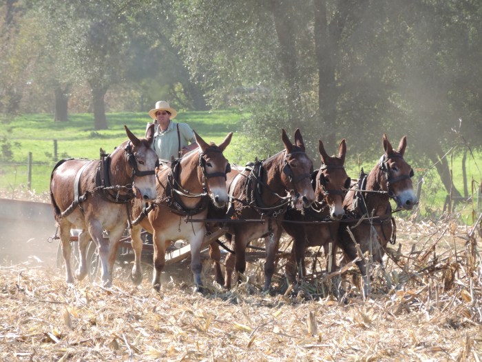 Mais hakselen - door muilezels getrokken 