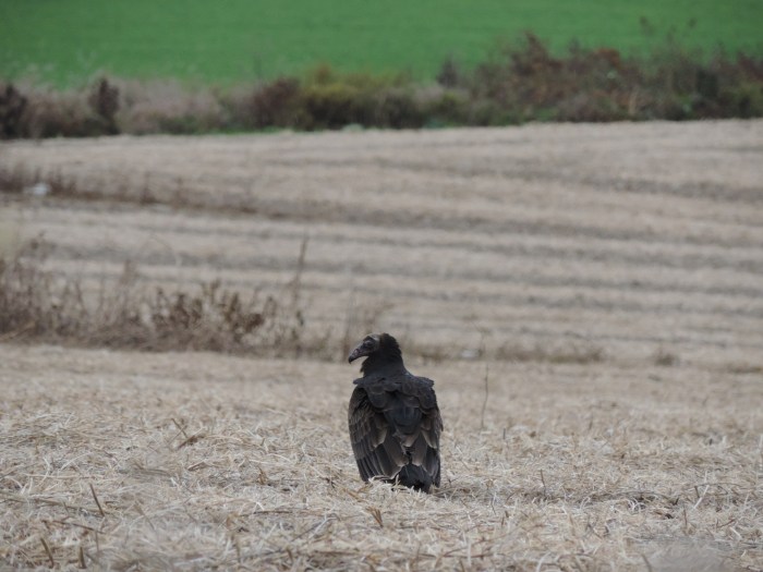 Een Turkey vulture ('kalkoengier'), een jonkie - nog met een zwart hoofd