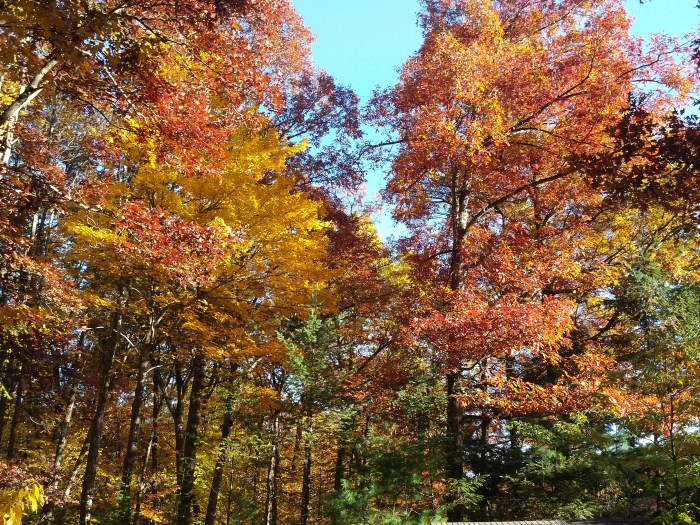 Onze kleurrijke achtertuin, eind oktober