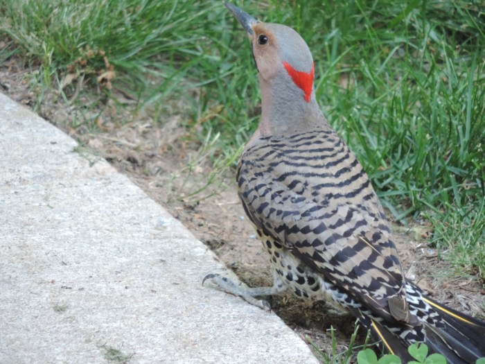 Een Northern flicker. Een zwarte 'bes', een rood stukje op de achterkant van de kop. Net zo groot als een forse merel