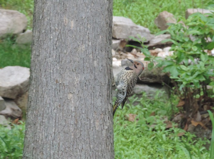De Northern Flicker is een specht. Gedraagt zich hier ook als een specht
