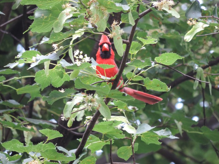 Northern Cardinal: "ik zie je wel hoor!"