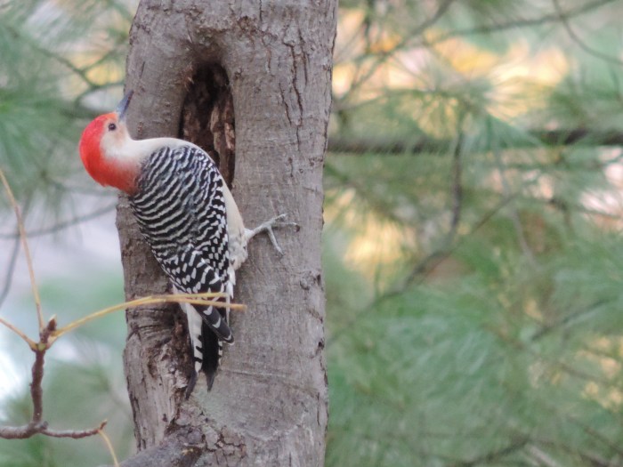 Een Red-bellied woodpecker. Mooi beest he