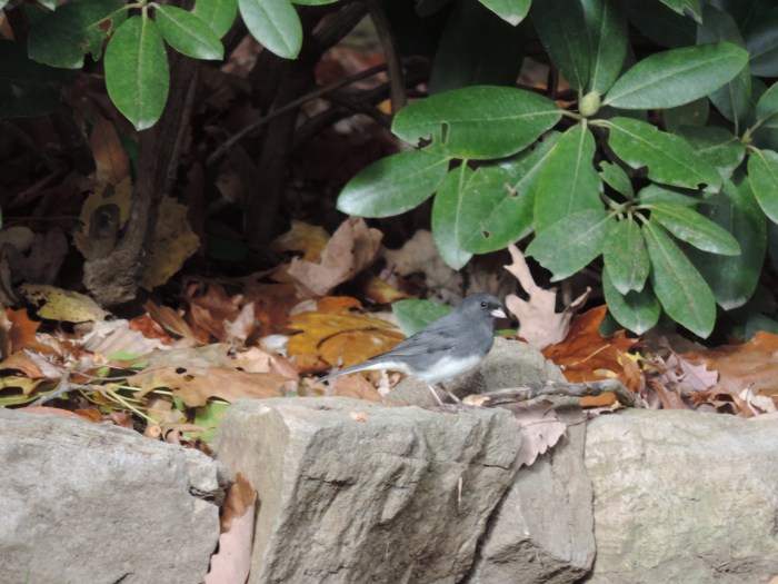 Een Dark-eyed junco. Zien we vaak, maar is moeilijk te fotograferen. Net zo groot als een meesje.