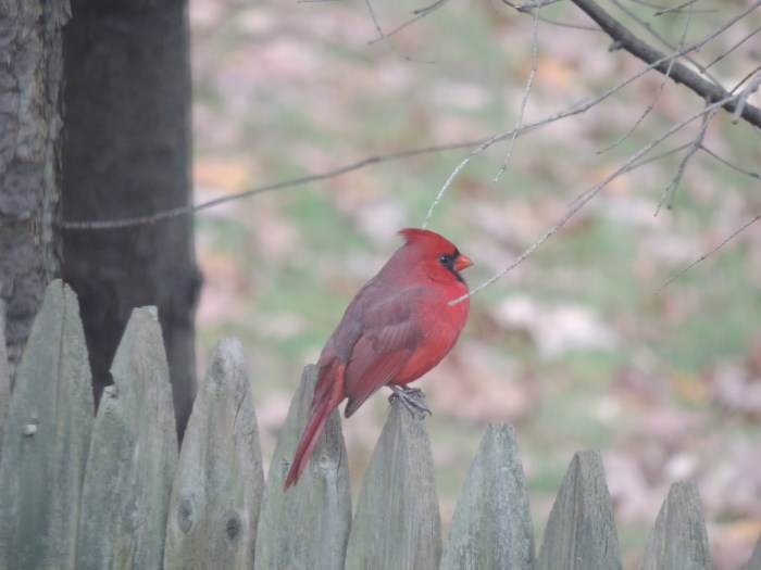 En mijn favoriet: de Northern cardinal...