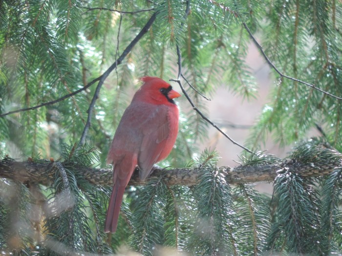En nog een keertje de Northern cardinal... Mooi ding he...