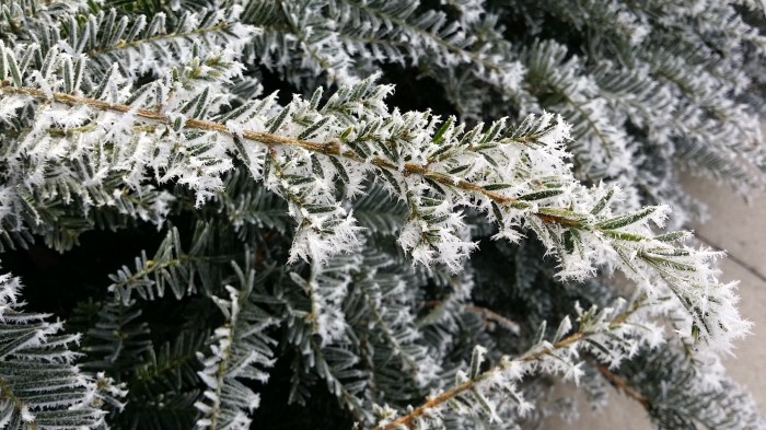 Oh wat mooi... bevroren mist...