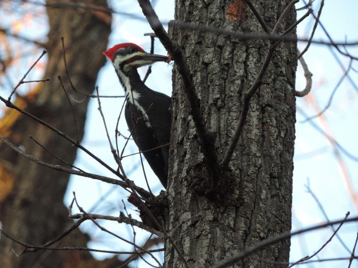 Meneer Pileated Woodpecker