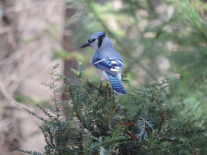 Blue Jay