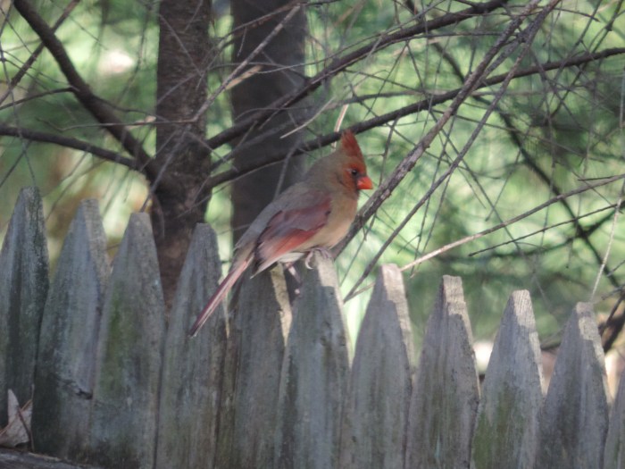 Mevrouw Northern Cardinal 