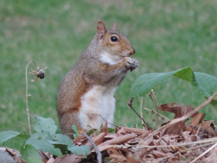 Eekhoorntje (nomnomnom)
