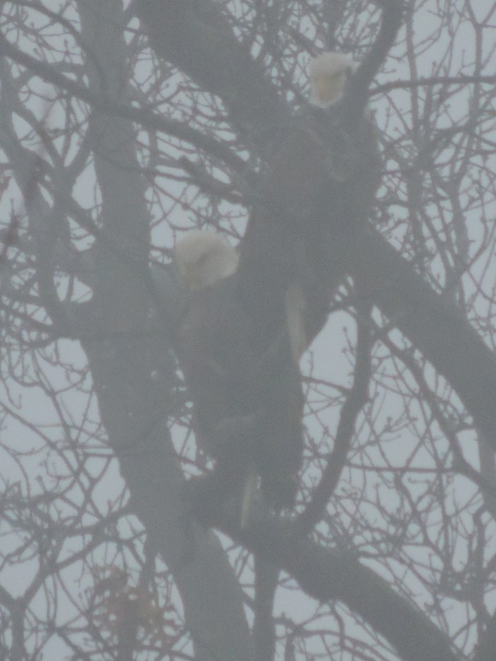 Bald Eagles in de mist