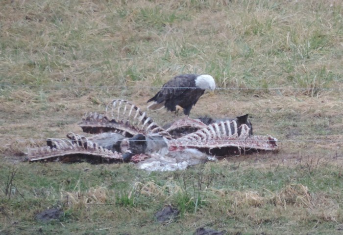 De Bald Eagle met z'n karkas