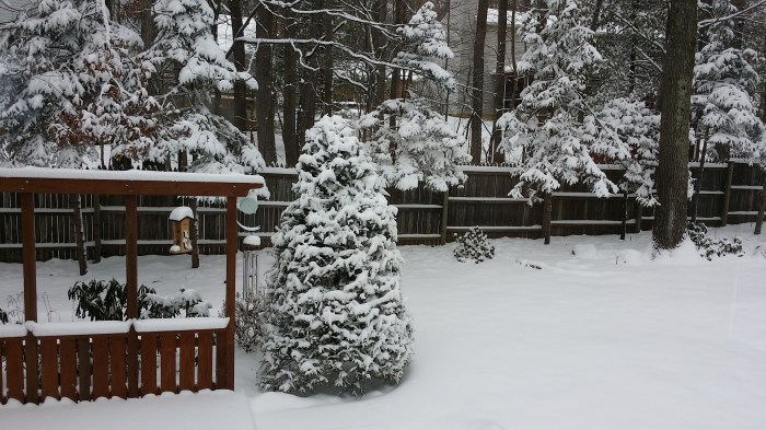 Sneeuw in onze achtertuin. Alles is wit!