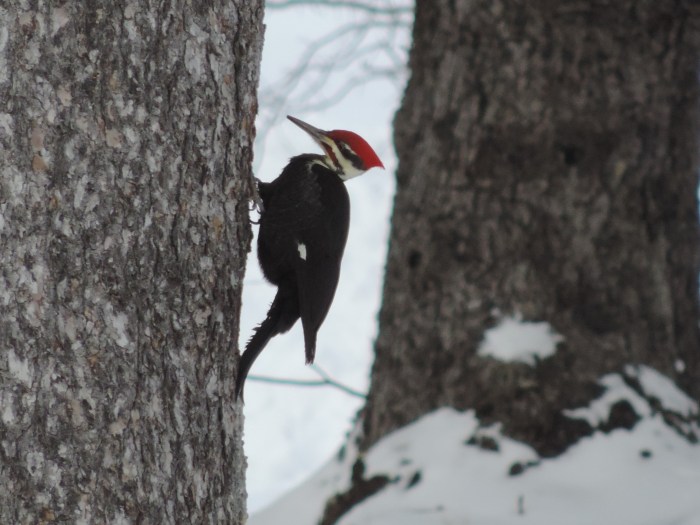 Pileated woodpecker