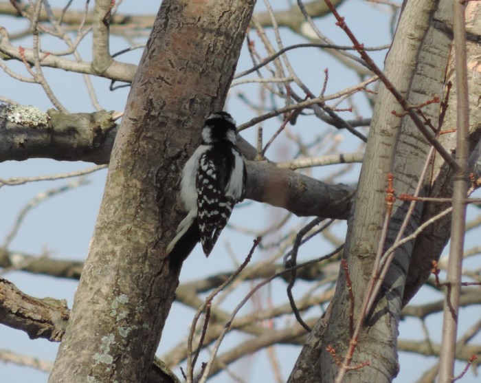 Downey woodpecker